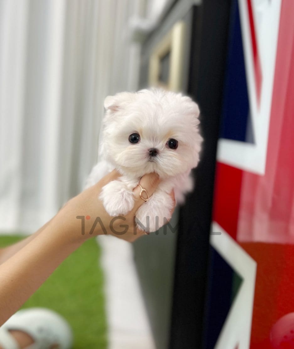 Maltese puppy for sale, dog for sale at Tagnimal