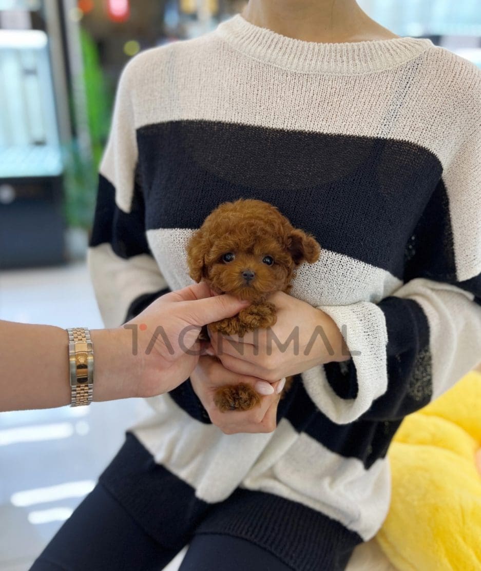 Poodle puppy for sale, dog for sale at Tagnimal