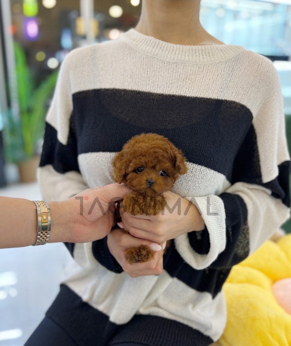 Poodle puppy for sale, dog for sale at Tagnimal