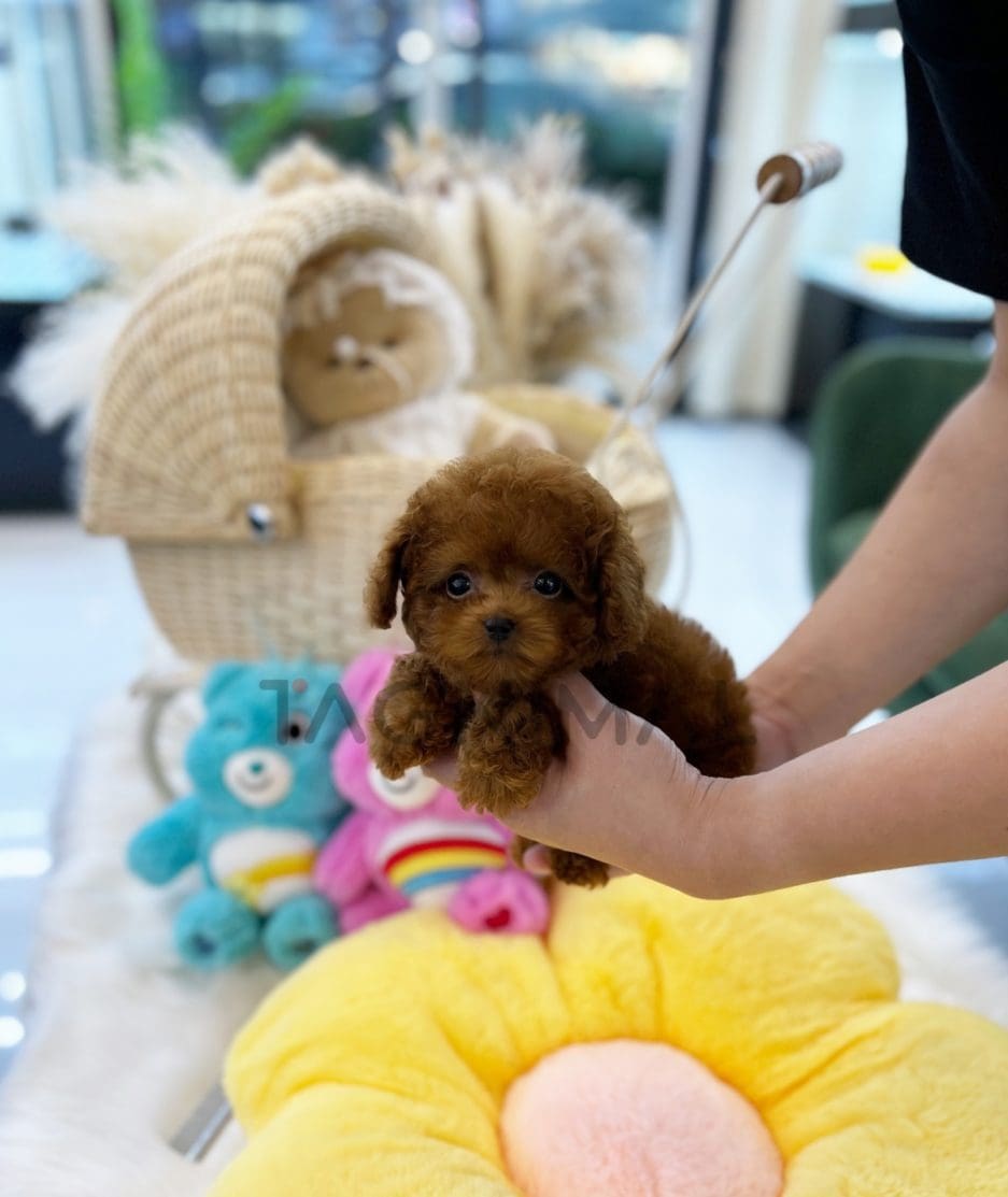 Poodle puppy for sale, dog for sale at Tagnimal