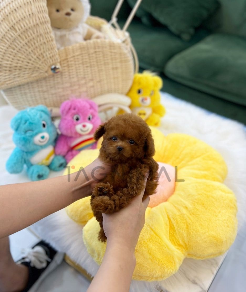 Poodle puppy for sale, dog for sale at Tagnimal