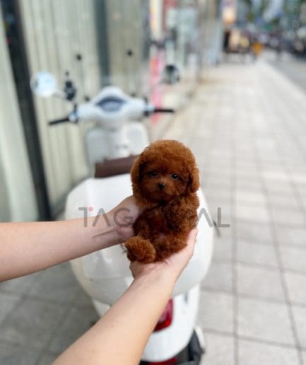 Poodle puppy for sale, dog for sale at Tagnimal