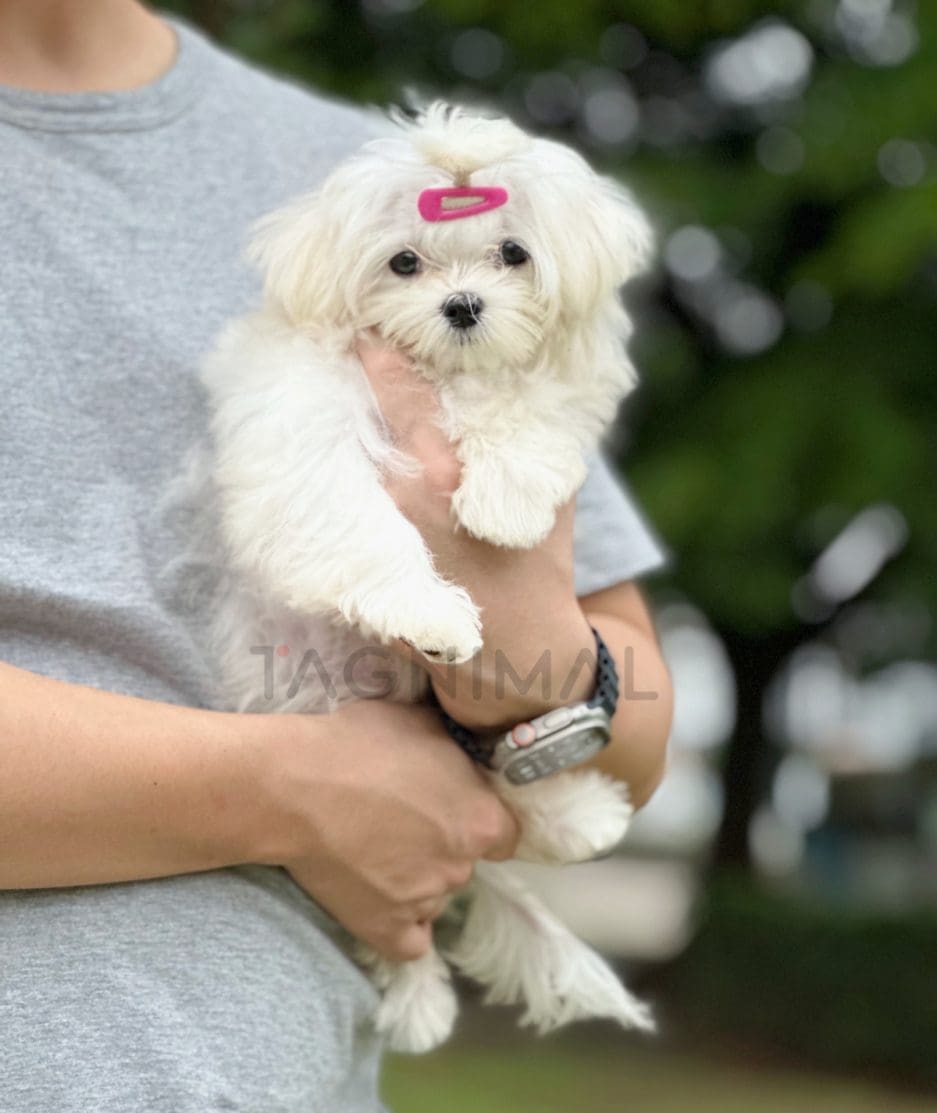 Maltese puppy for sale, dog for sale at Tagnimal