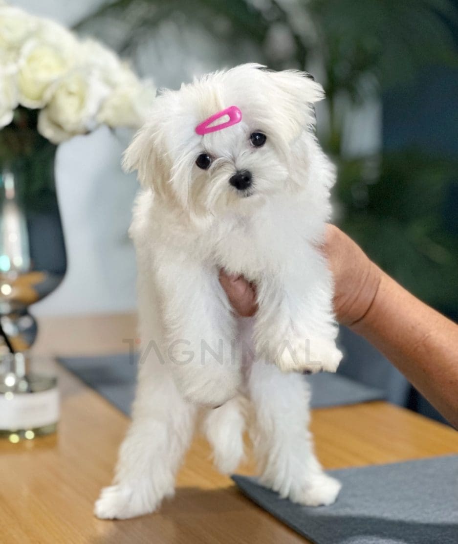 Maltese puppy for sale, dog for sale at Tagnimal