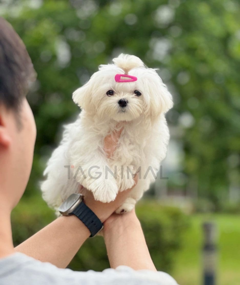 Maltese puppy for sale, dog for sale at Tagnimal