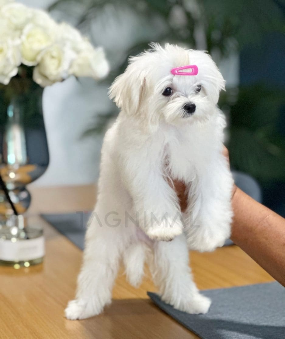 Maltese puppy for sale, dog for sale at Tagnimal