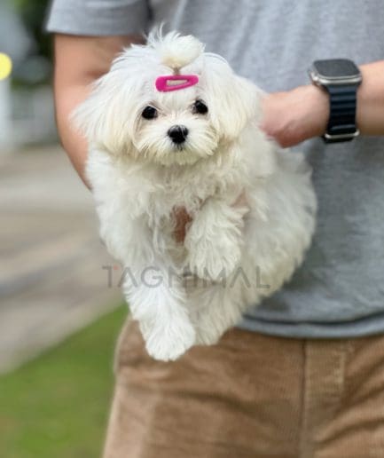 Maltese puppy for sale, dog for sale at Tagnimal