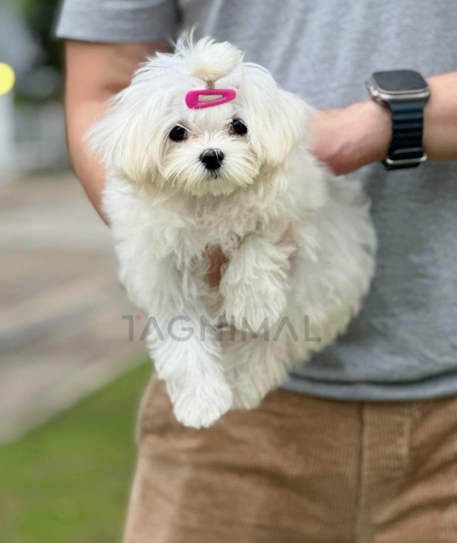 Maltese puppy for sale, dog for sale at Tagnimal