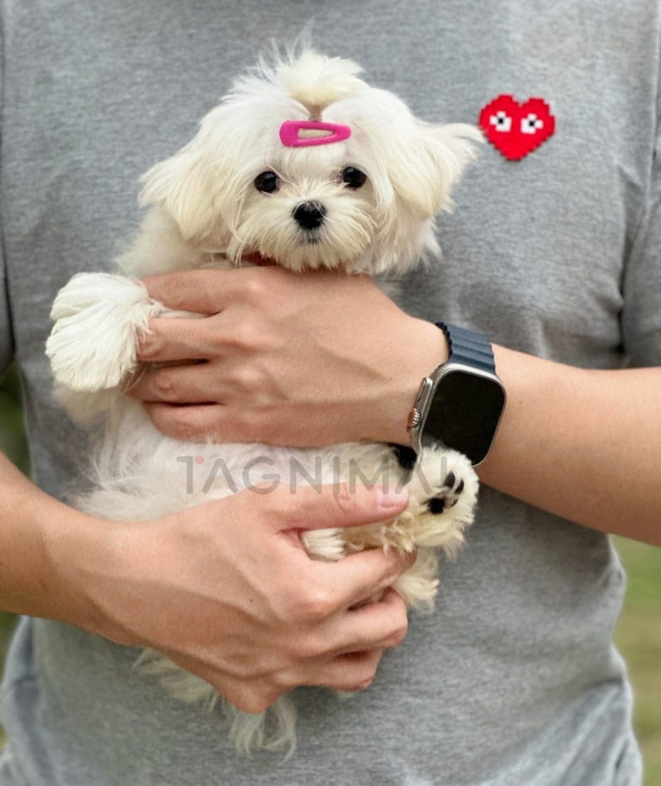 Maltese puppy for sale, dog for sale at Tagnimal