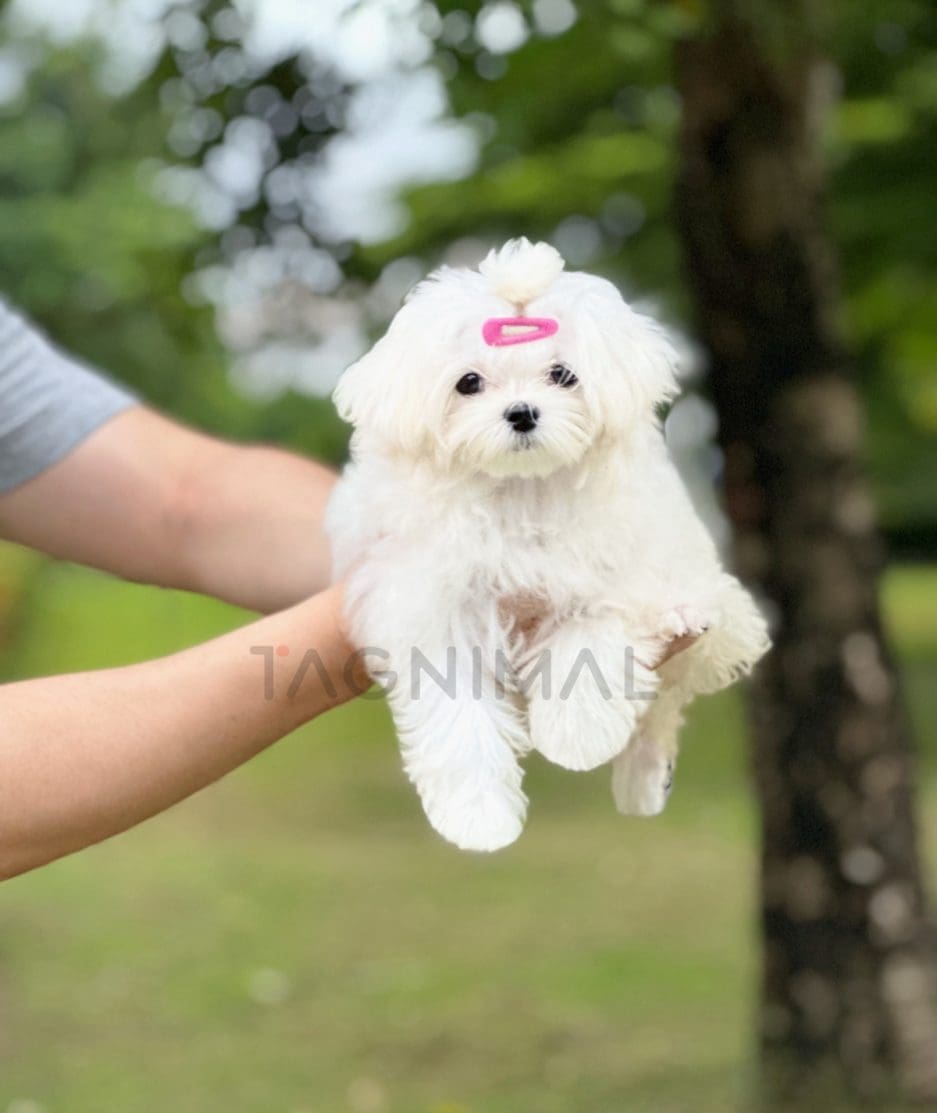 Maltese puppy for sale, dog for sale at Tagnimal