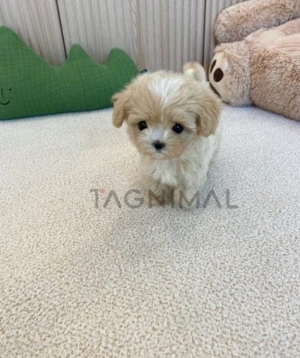 Maltipoo puppy for sale, dog for sale at Tagnimal