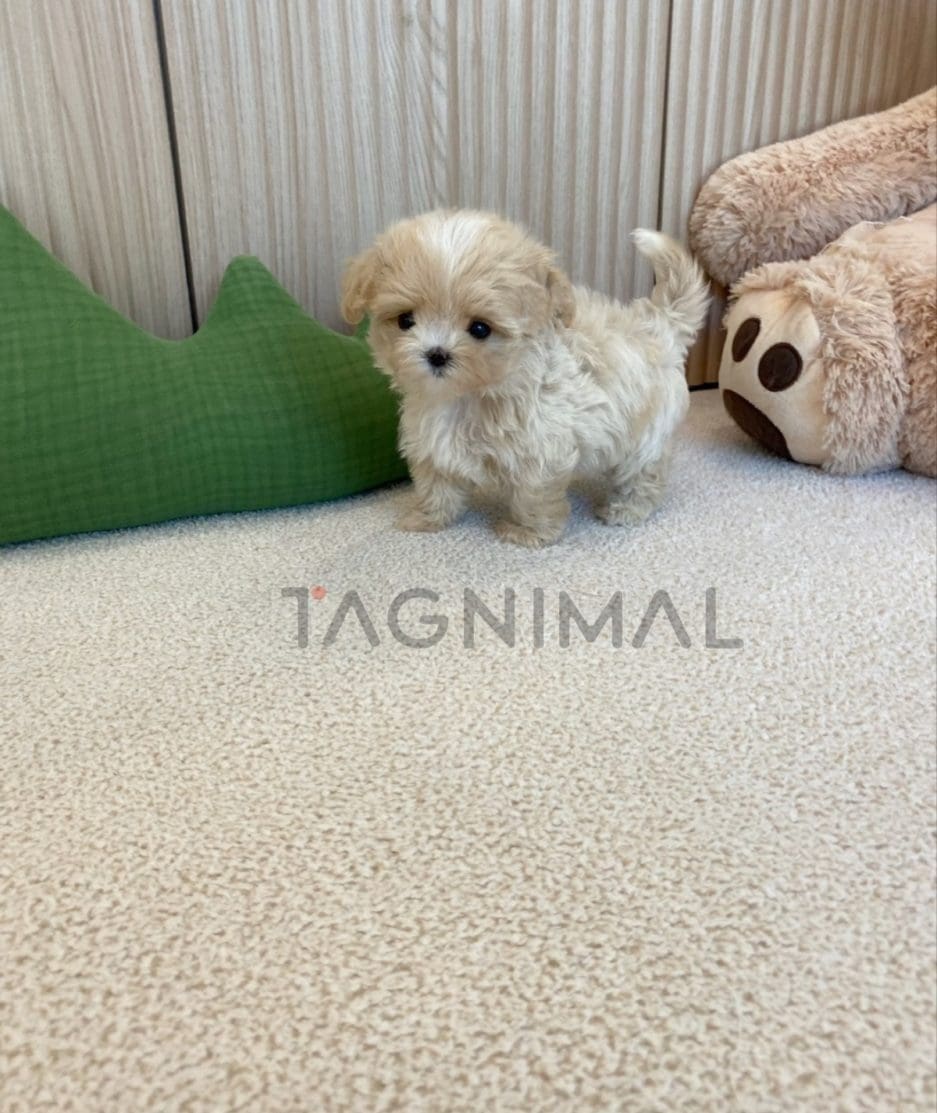 Maltipoo puppy for sale, dog for sale at Tagnimal