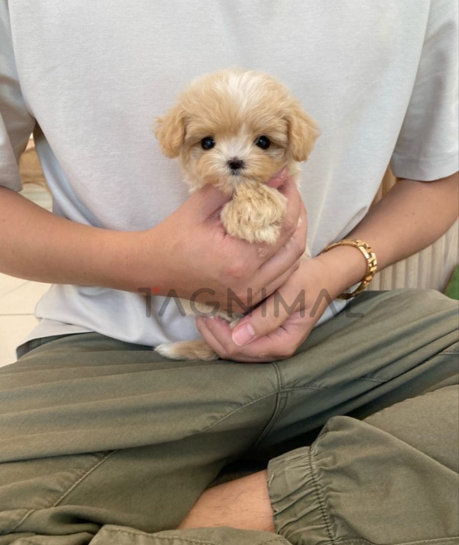 Maltipoo puppy for sale, dog for sale at Tagnimal