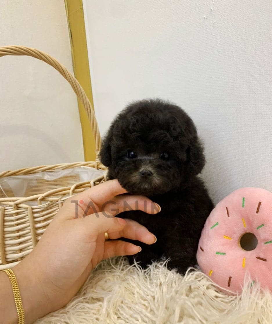 Poodle puppy for sale, dog for sale at Tagnimal