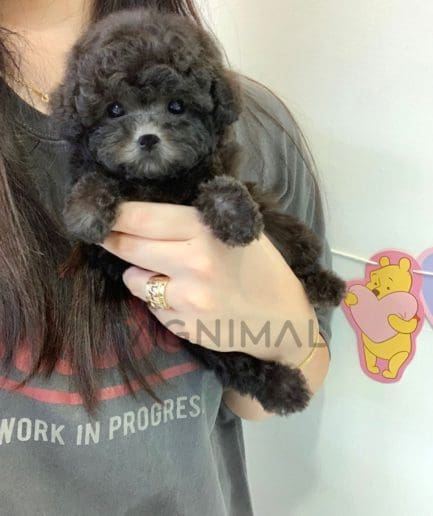 Poodle puppy for sale, dog for sale at Tagnimal