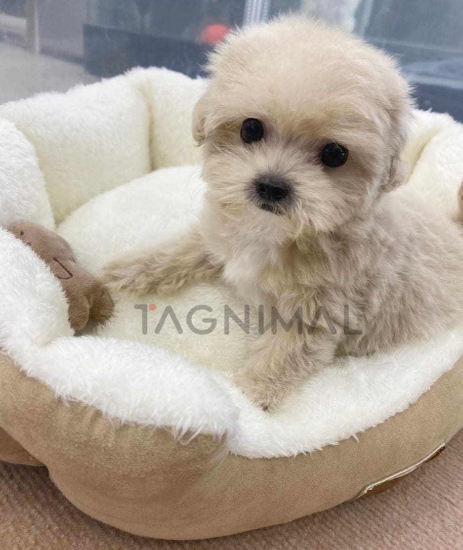 Maltipoo puppy for sale, dog for sale at Tagnimal