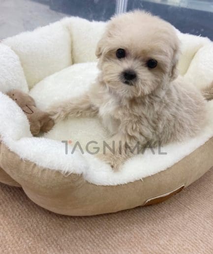 Maltipoo puppy for sale, dog for sale at Tagnimal