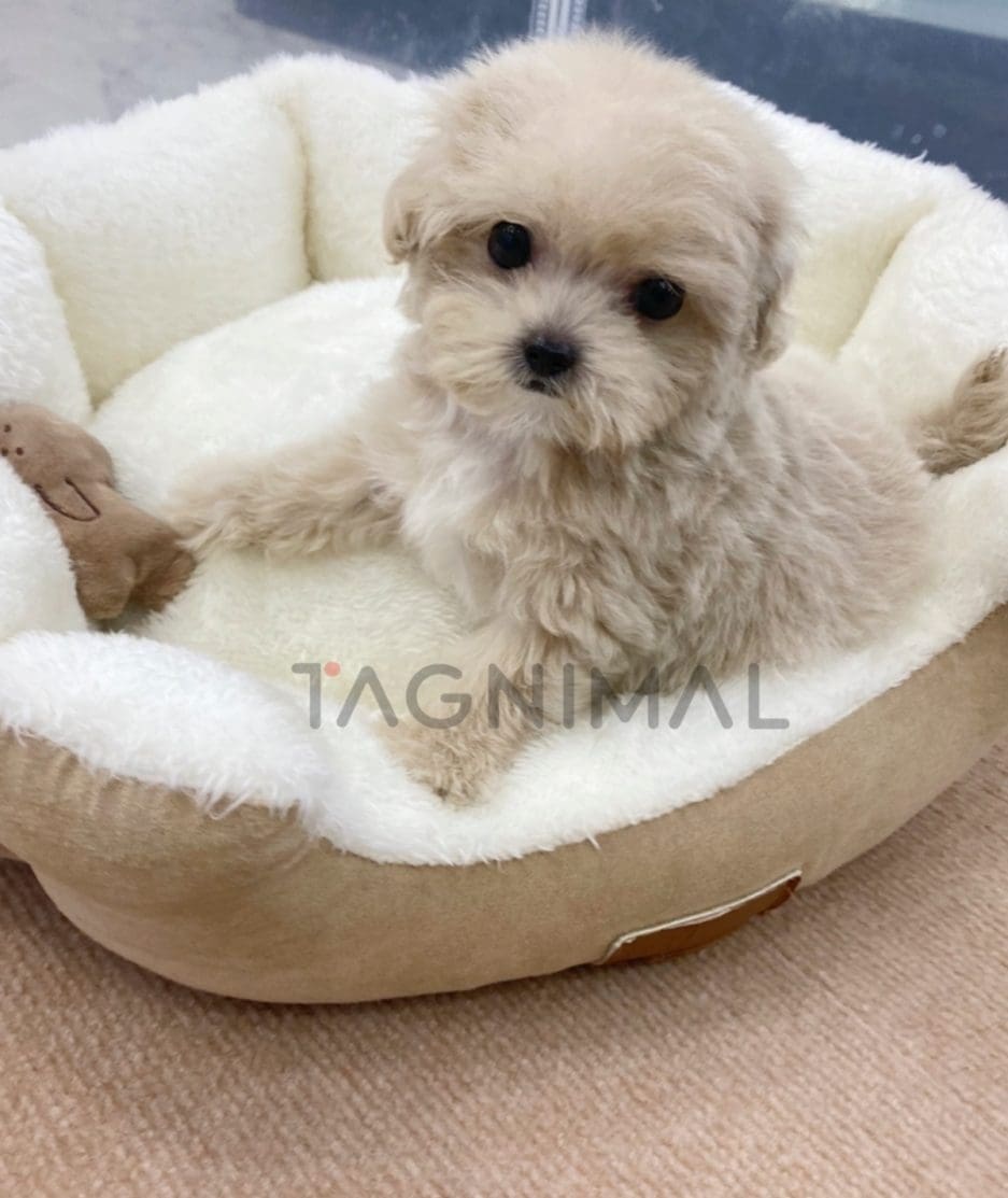 Maltipoo puppy for sale, dog for sale at Tagnimal