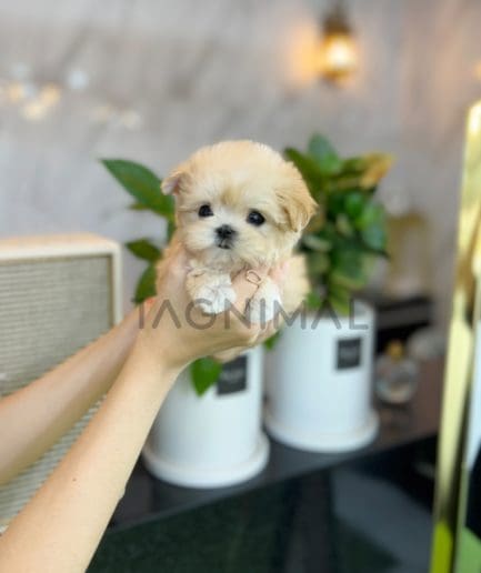 Maltipoo puppy for sale, dog for sale at Tagnimal