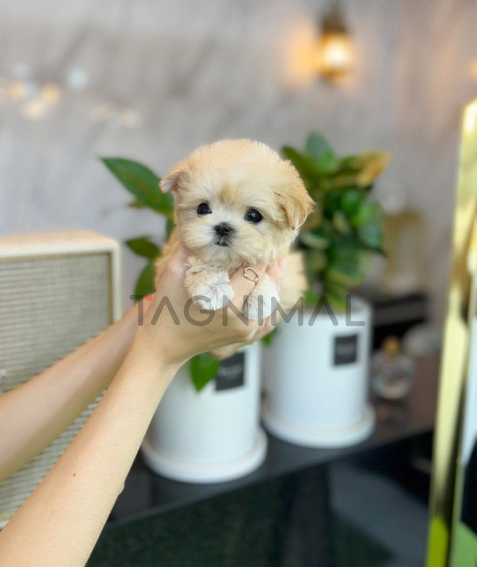 Maltipoo puppy for sale, dog for sale at Tagnimal