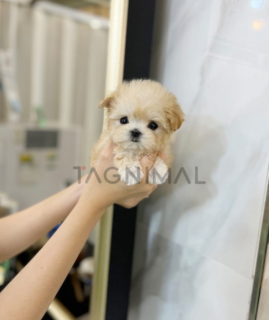 Maltipoo puppy for sale, dog for sale at Tagnimal