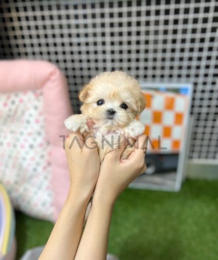 Maltipoo puppy for sale, dog for sale at Tagnimal