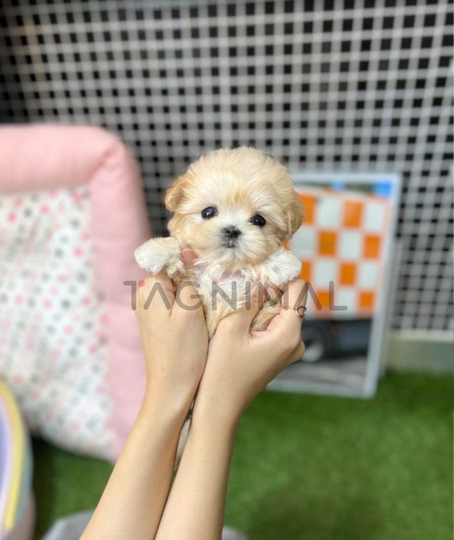 Maltipoo puppy for sale, dog for sale at Tagnimal