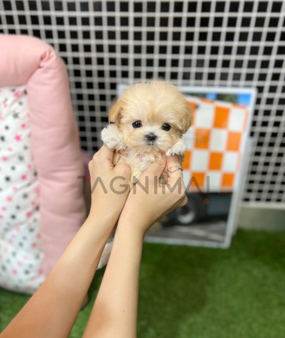 Maltipoo puppy for sale, dog for sale at Tagnimal