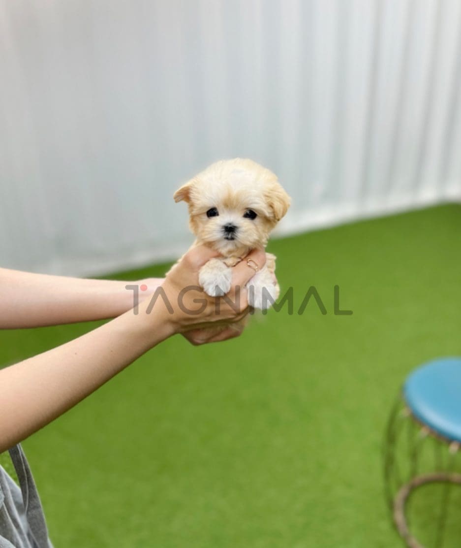 Maltipoo puppy for sale, dog for sale at Tagnimal