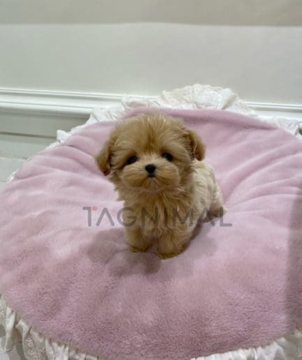 Maltipoo puppy for sale, dog for sale at Tagnimal