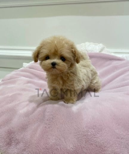 Maltipoo puppy for sale, dog for sale at Tagnimal