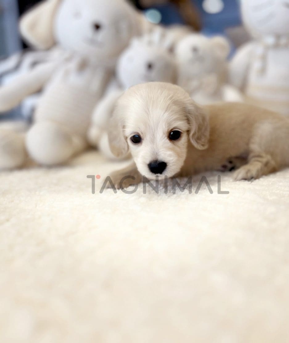 Dachshund puppy for sale, dog for sale at Tagnimal