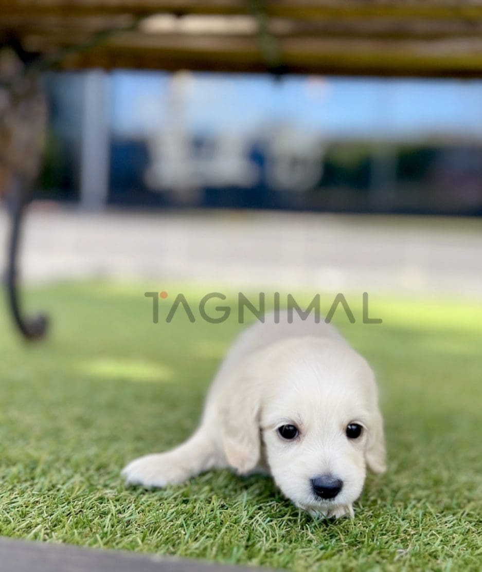 Dachshund puppy for sale, dog for sale at Tagnimal