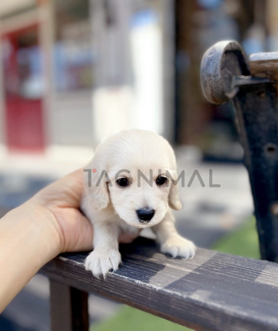 Dachshund puppy for sale, dog for sale at Tagnimal