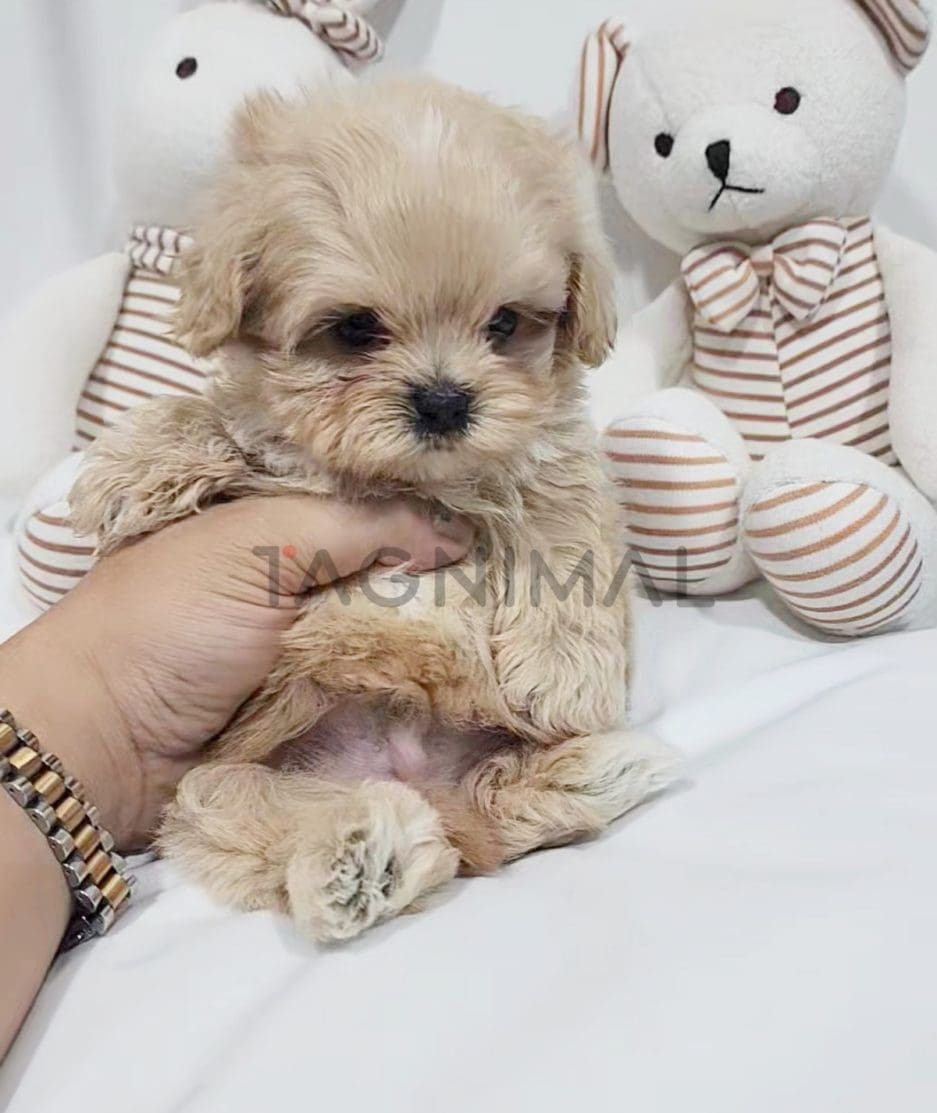 Maltipoo puppy for sale, dog for sale at Tagnimal