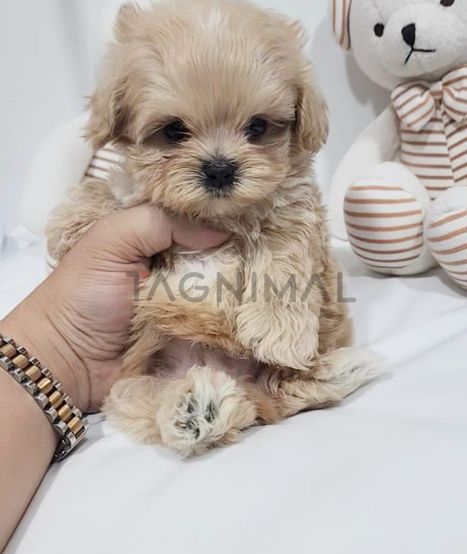 Maltipoo puppy for sale, dog for sale at Tagnimal