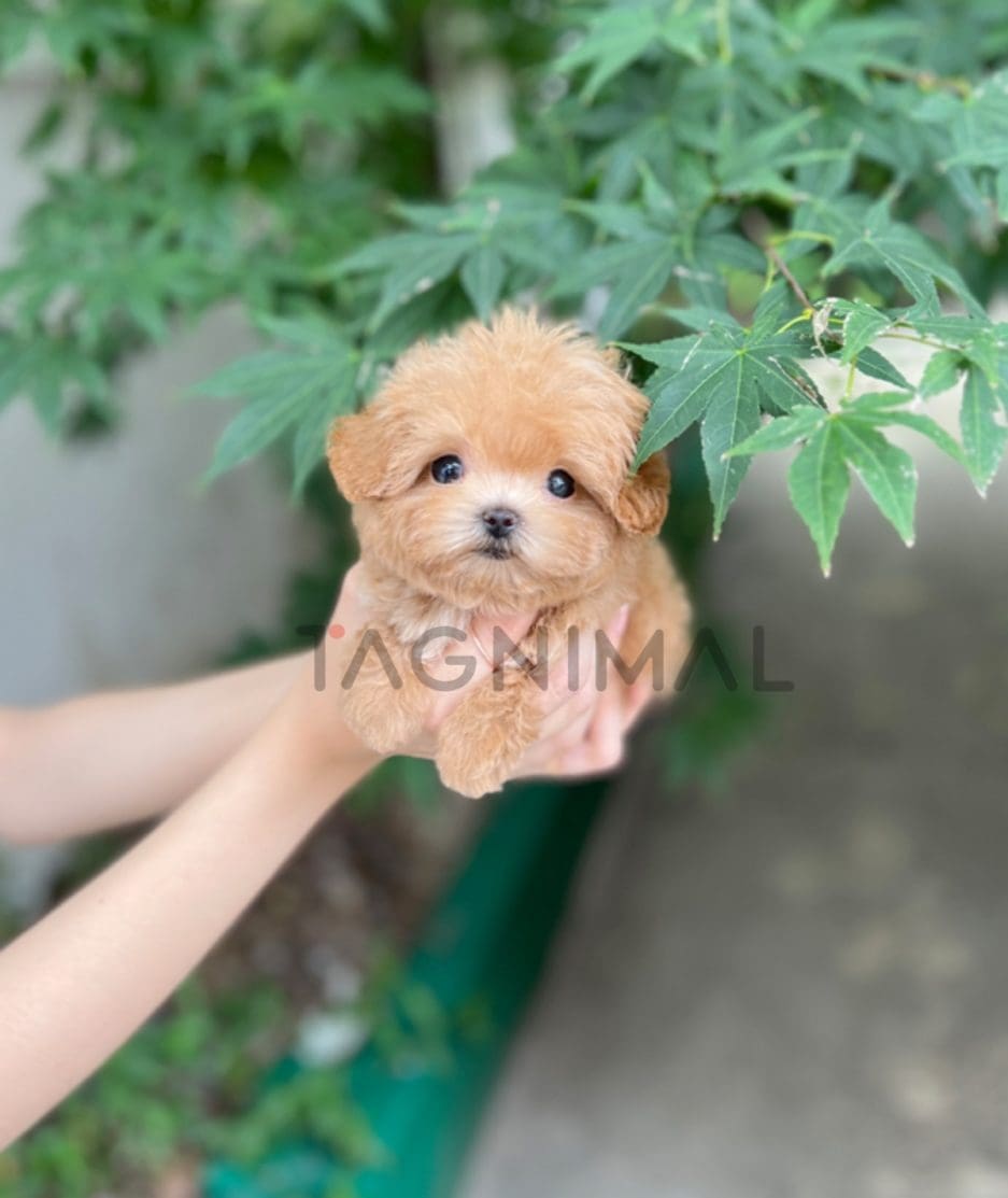 Maltipoo puppy for sale, dog for sale at Tagnimal