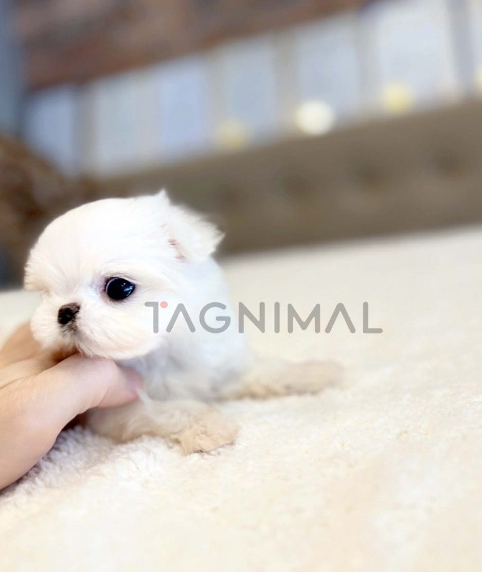 Maltese puppy for sale, dog for sale at Tagnimal