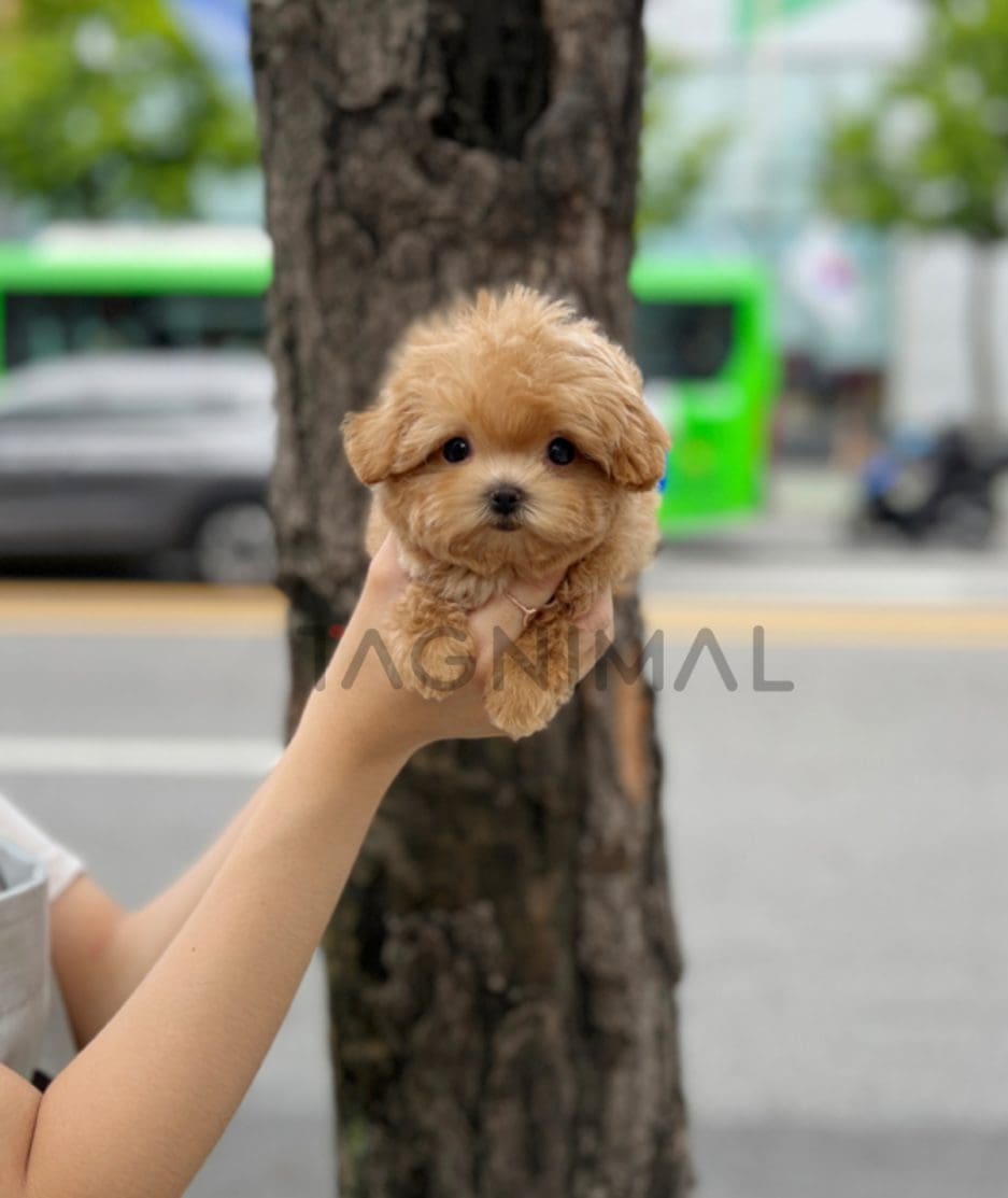 Maltipoo puppy for sale, dog for sale at Tagnimal