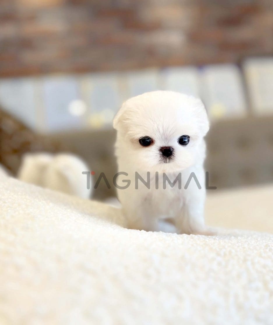 Maltese puppy for sale, dog for sale at Tagnimal