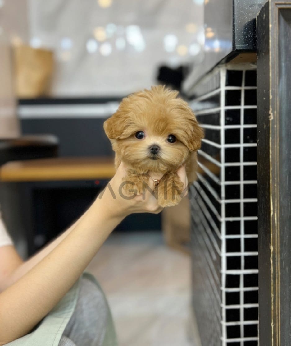 Maltipoo puppy for sale, dog for sale at Tagnimal