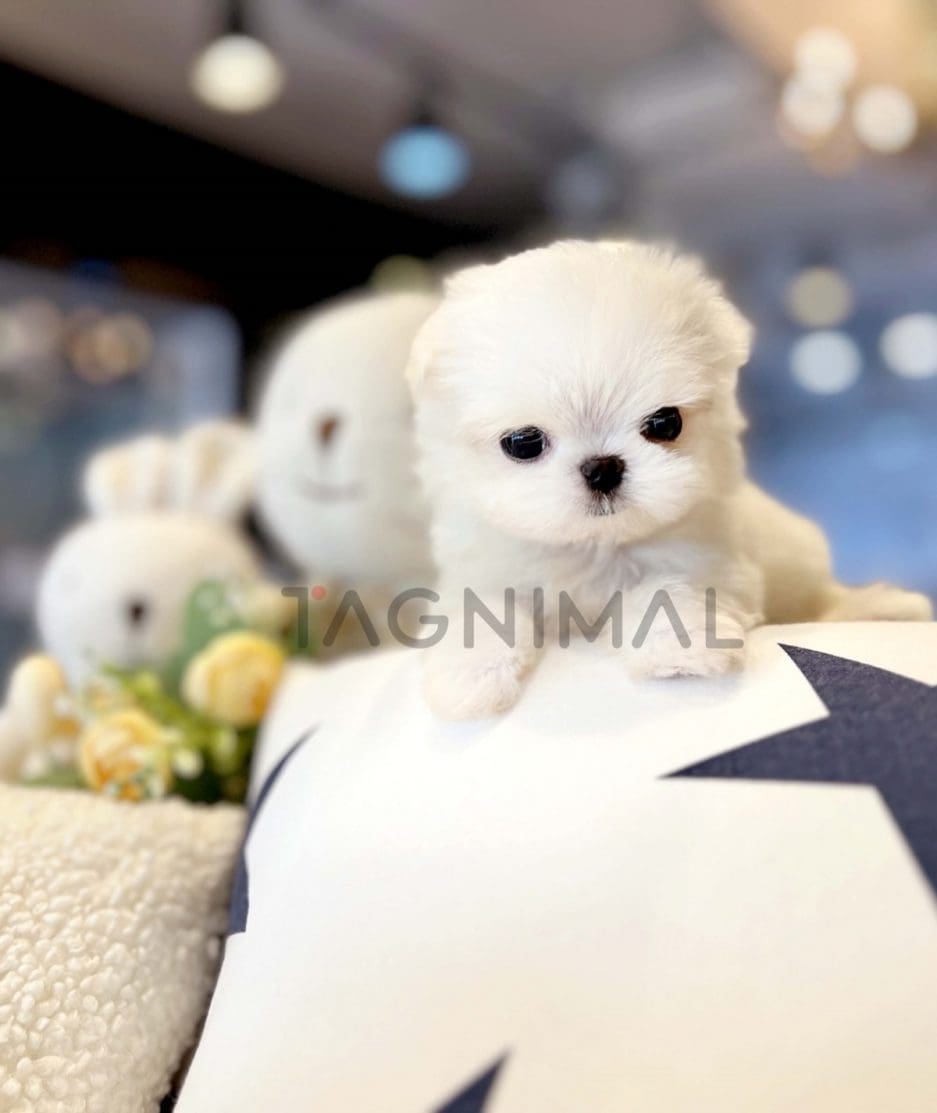 Maltese puppy for sale, dog for sale at Tagnimal