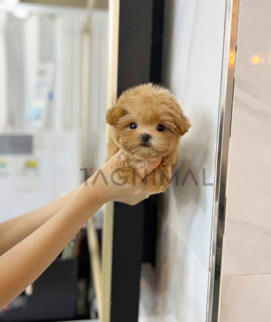 Maltipoo puppy for sale, dog for sale at Tagnimal