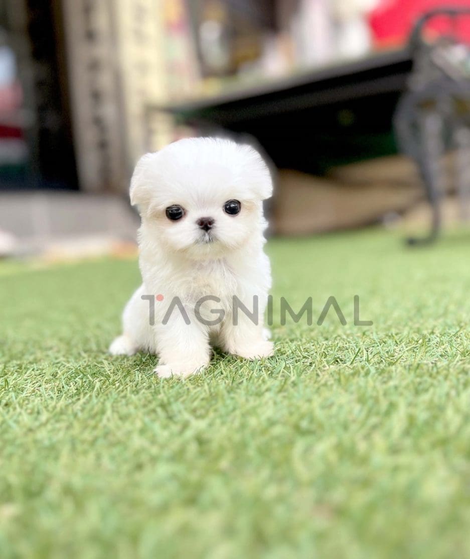 Maltese puppy for sale, dog for sale at Tagnimal