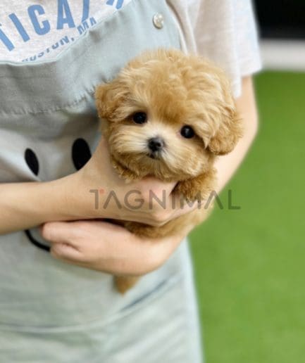 Maltipoo puppy for sale, dog for sale at Tagnimal