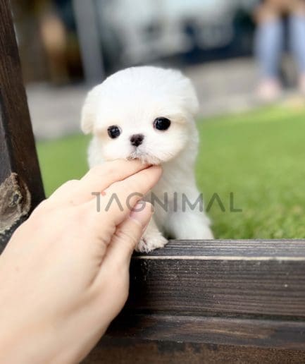 Maltese puppy for sale, dog for sale at Tagnimal