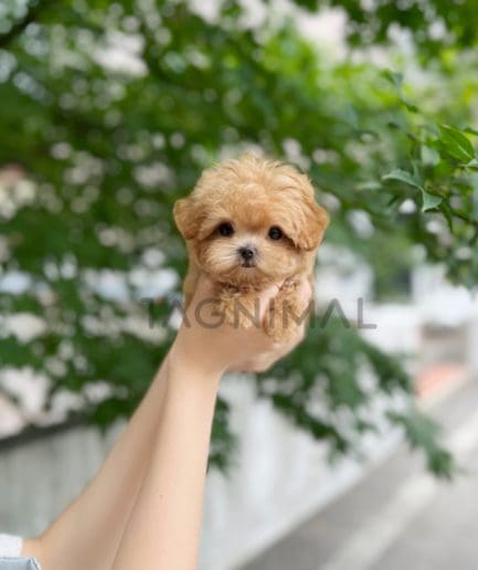 Maltipoo puppy for sale, dog for sale at Tagnimal