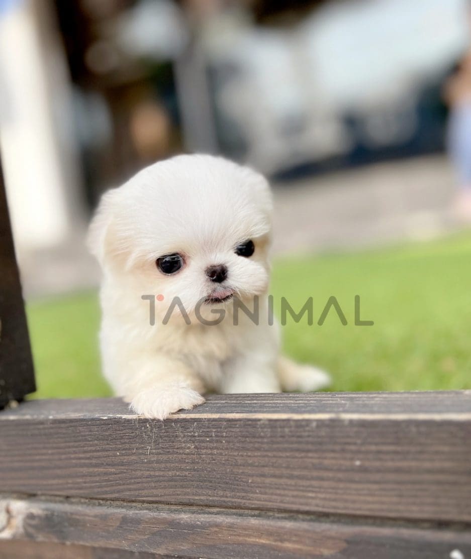 Maltese puppy for sale, dog for sale at Tagnimal