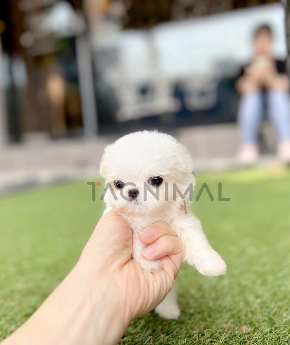 Maltese puppy for sale, dog for sale at Tagnimal