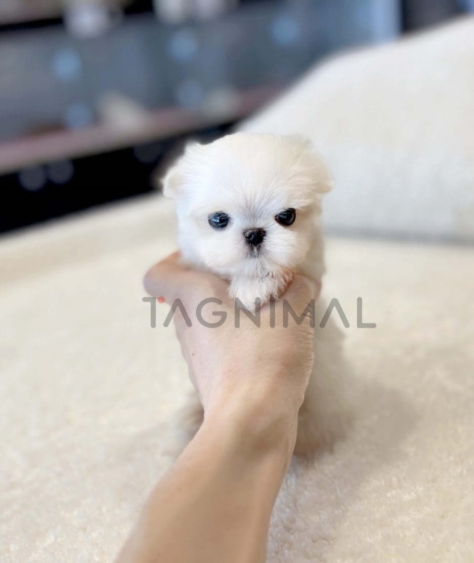 Maltese puppy for sale, dog for sale at Tagnimal